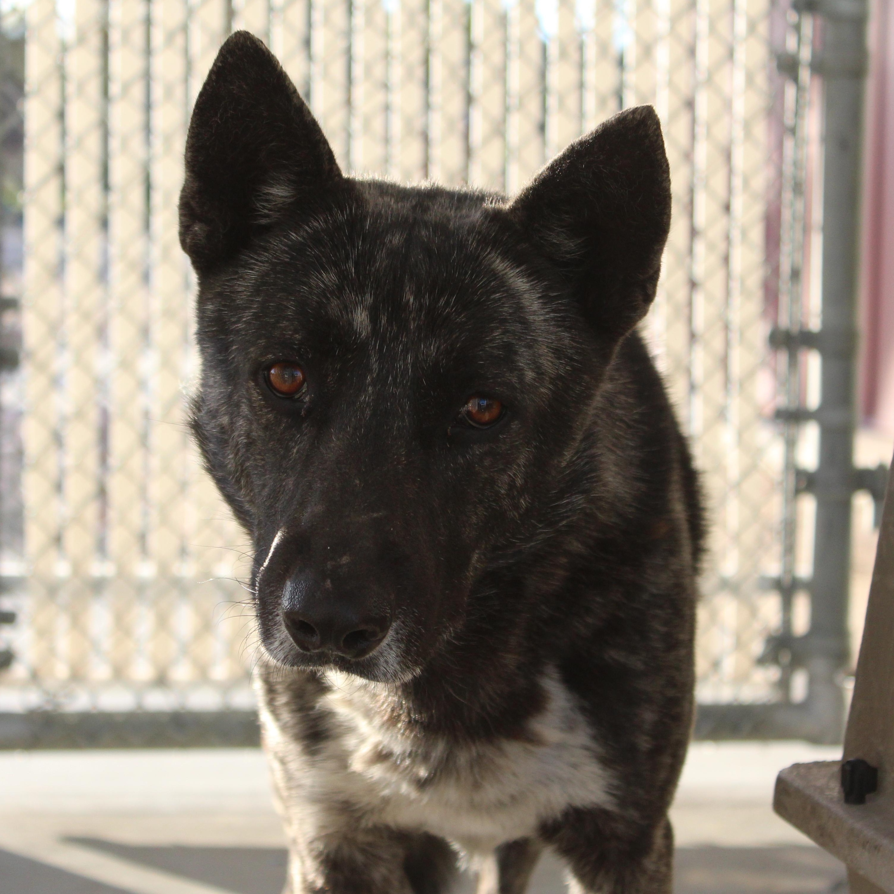 Ralphie [Commensal Dog] [Solo], ADOPTABLE, Adult Male Shepherd & Husky.