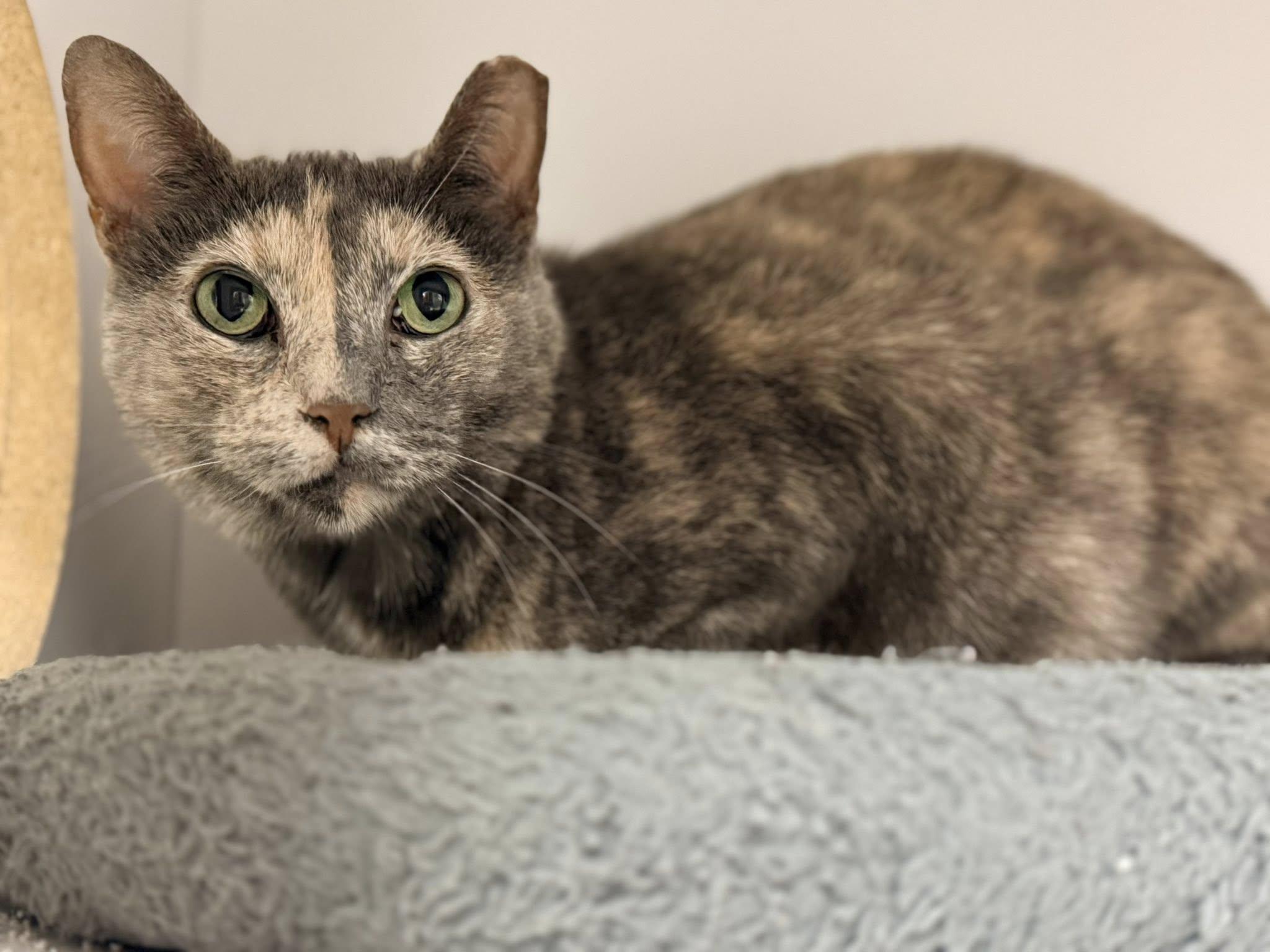 Abbie, adopted, Adult Female Calico.