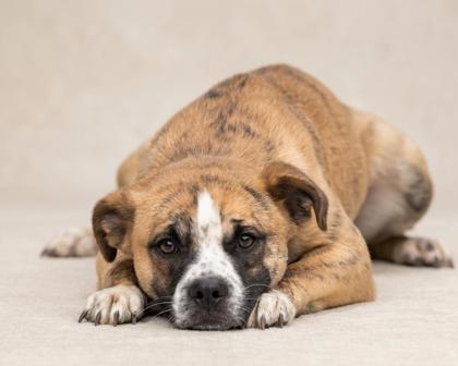 Marley, a ADOPTABLE mixed breed in Bedford, IN image 2/2