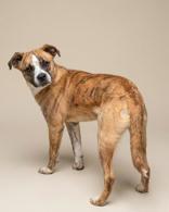 Marley, ADOPTABLE, Puppy Male Mixed Breed.