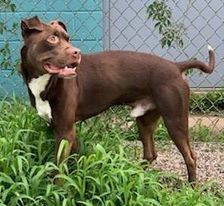 Enlarge Truffles, a Adoptable Pit Bull Terrier in Willimantic, CT image 2/6