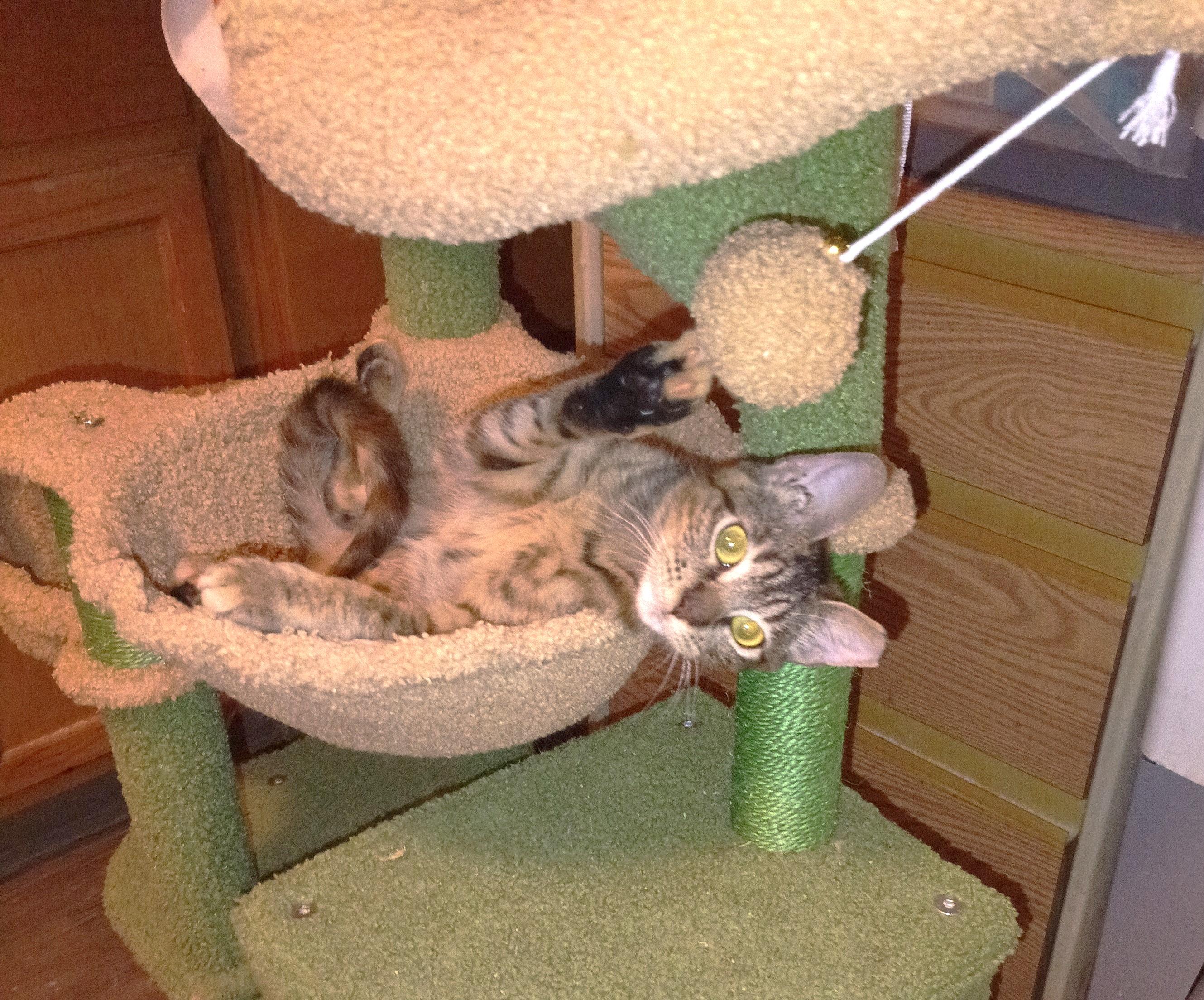 MUNCHKIN, an adopted mixed breed in Olympia, WA image 3/6