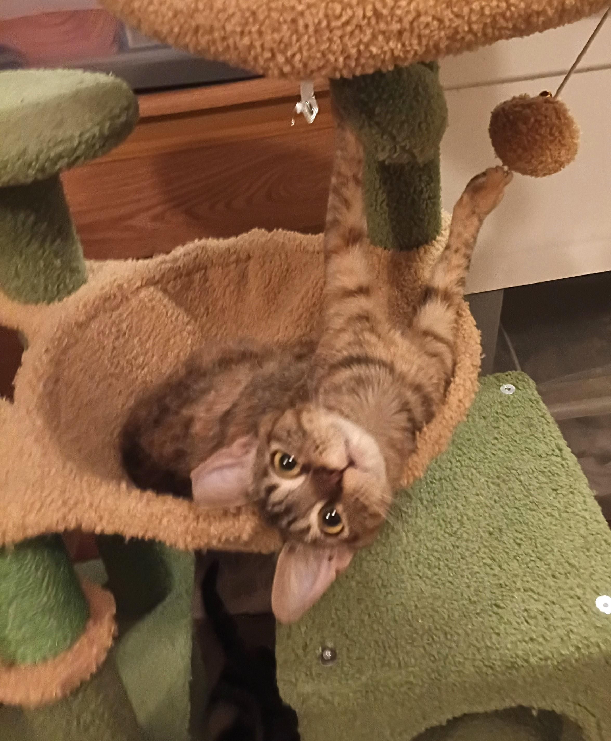 MUNCHKIN, adopted, Young Female Domestic Short Hair & Tabby.