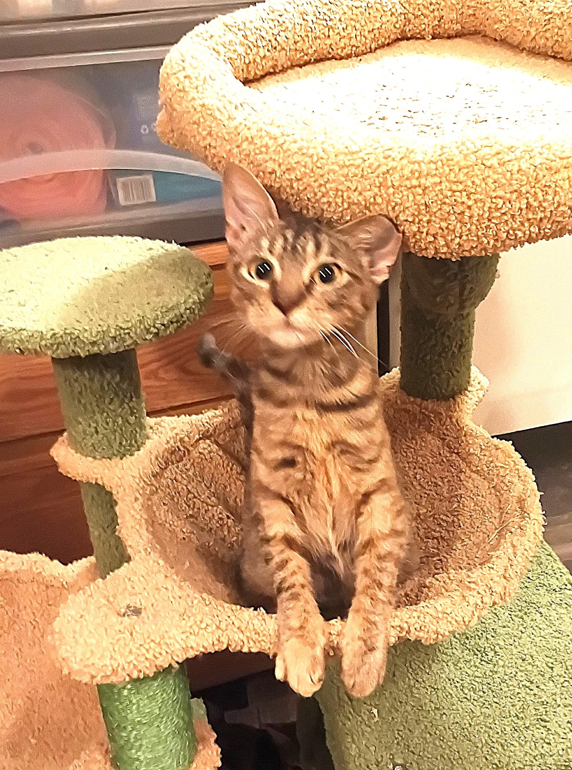 MUNCHKIN, an adopted mixed breed in Olympia, WA image 2/6