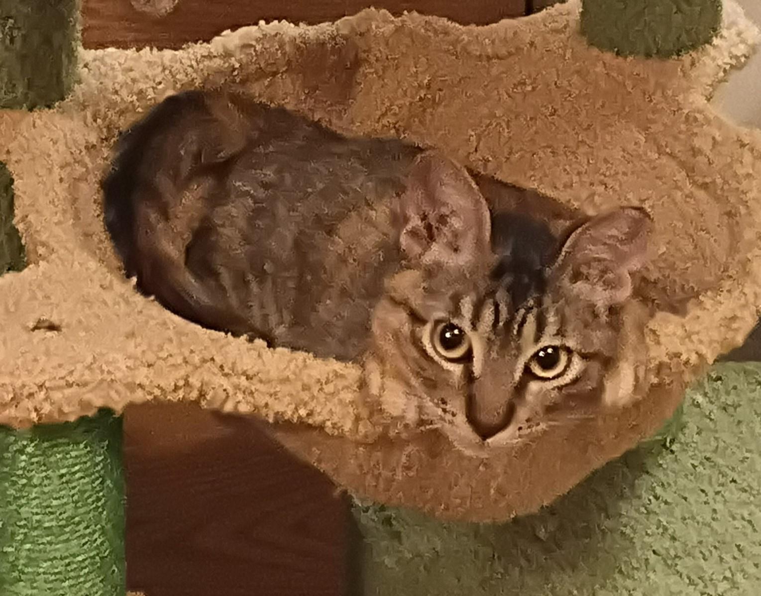 MUNCHKIN, an adopted mixed breed in Olympia, WA image 5/6