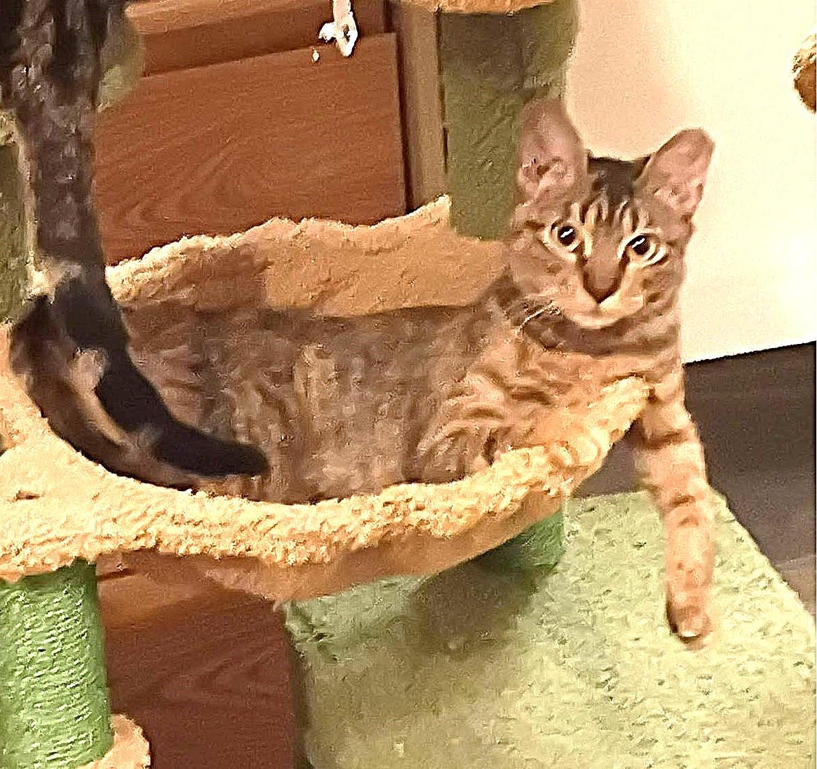 MUNCHKIN, an adopted mixed breed in Olympia, WA image 6/6