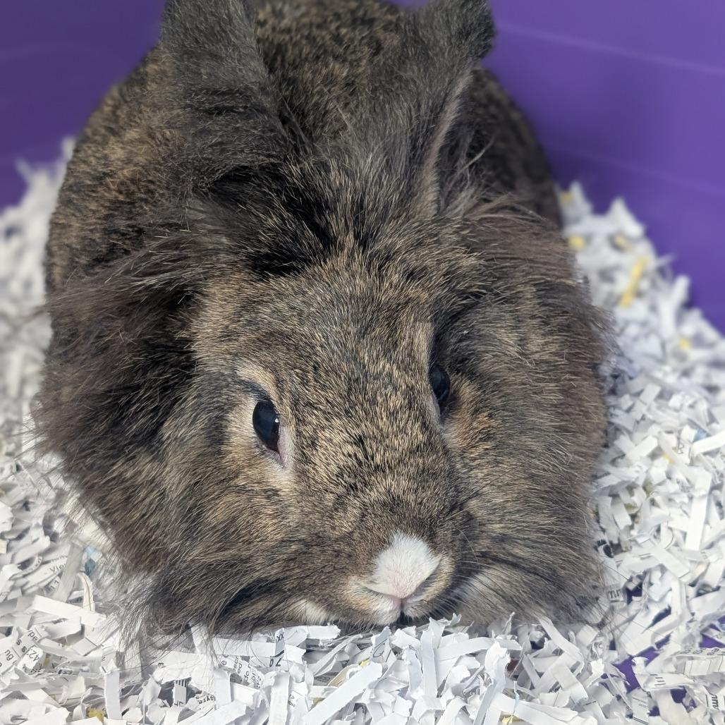 Opie, Adoptable, Senior Female Lionhead.