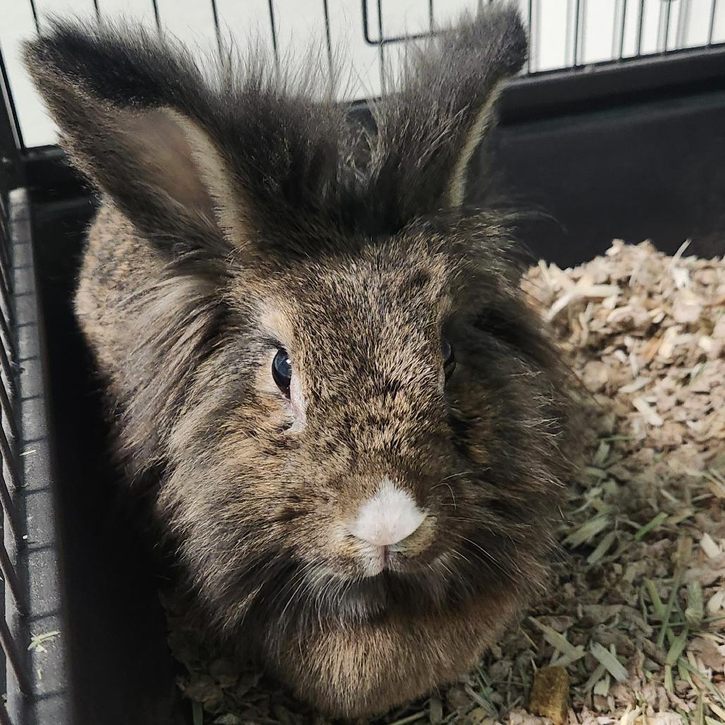 Enlarge Opie, a Adoptable Lionhead in Watertown, NY image 2/2