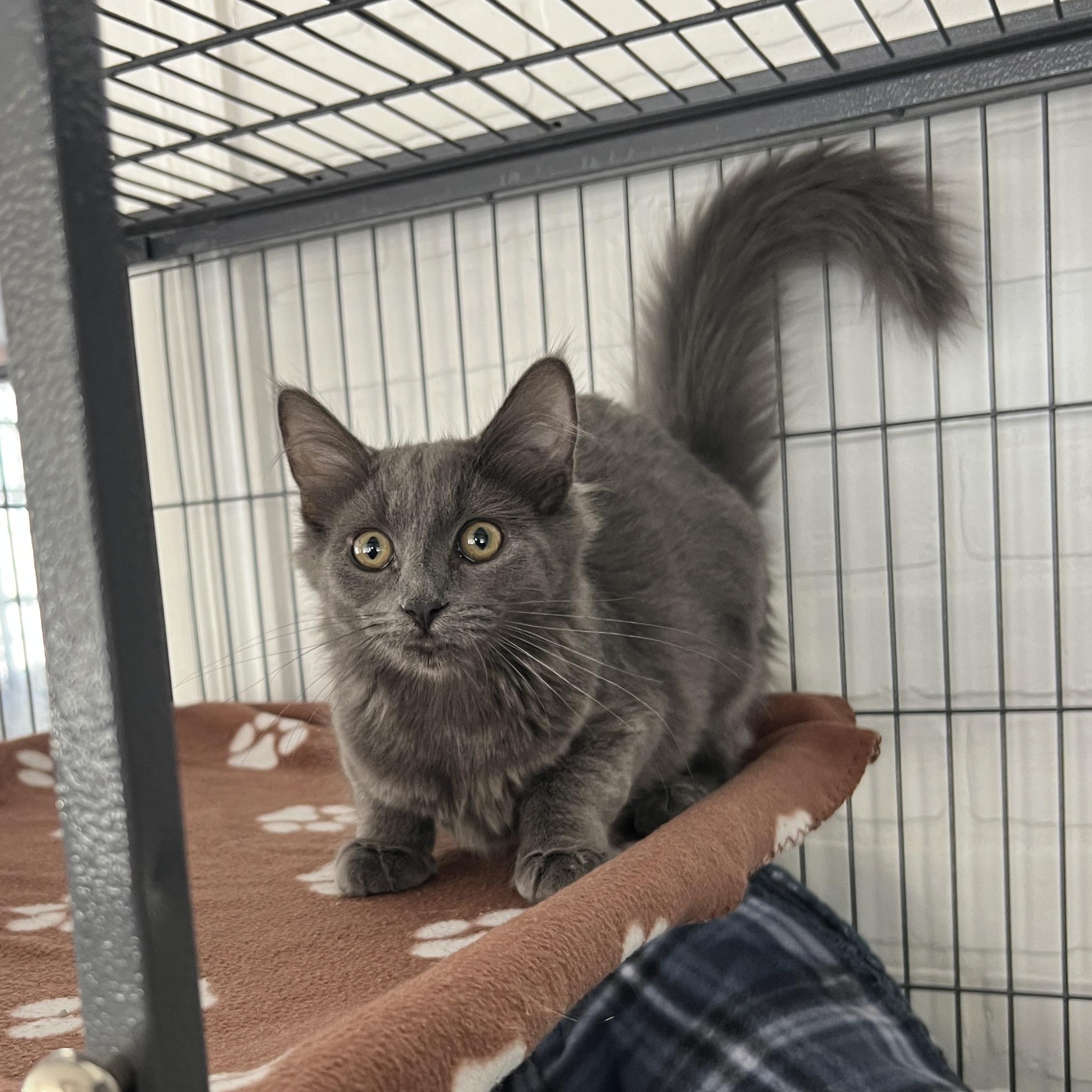 Bailey, Adopted, Kitten Female Domestic Long Hair.
