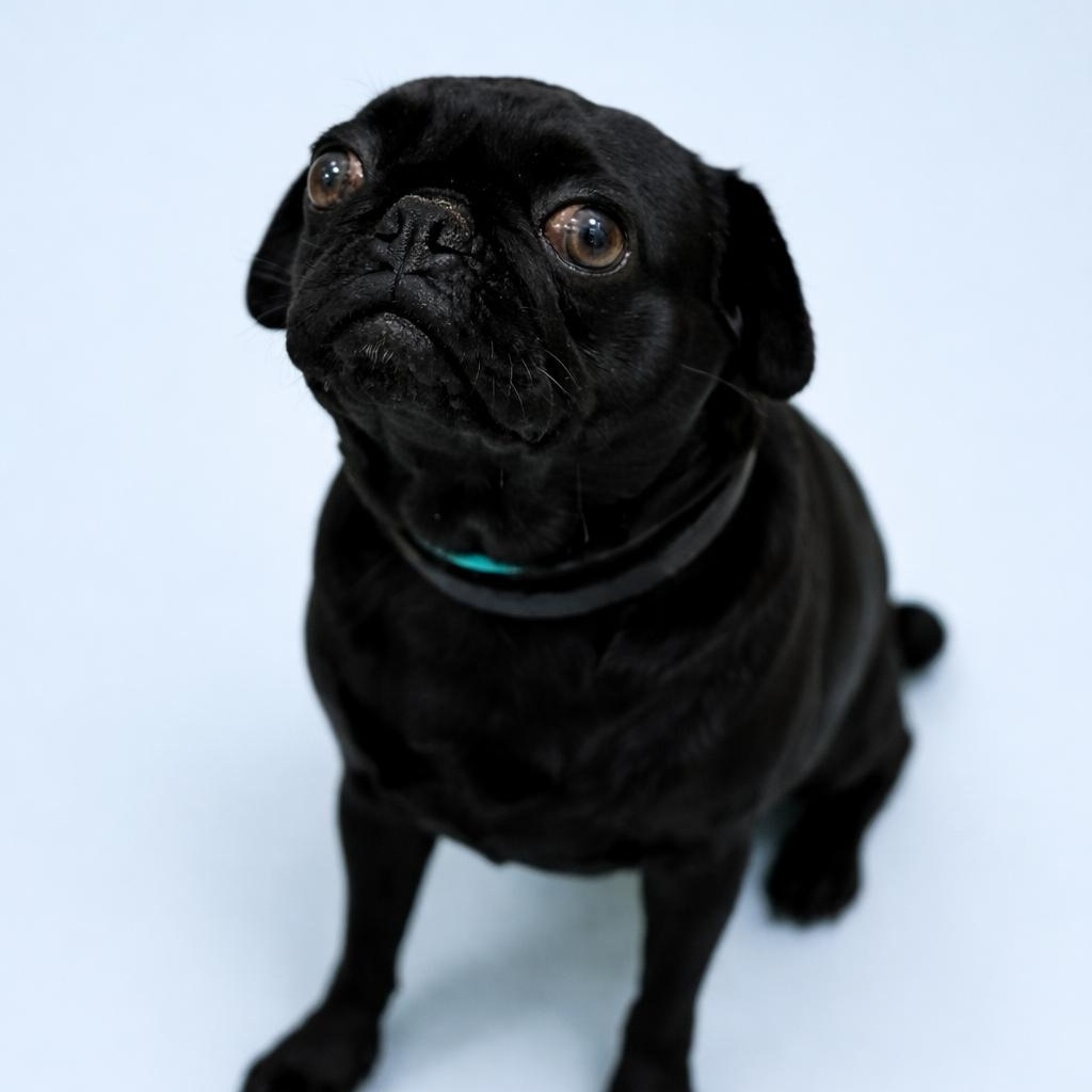 Lucy, Adopted, Adult Female Pug.