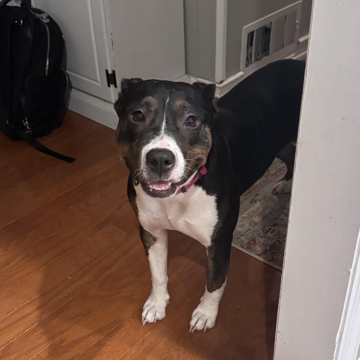 SADIE LADY, a Adoptable Terrier in Holbrook, NY image 1/3