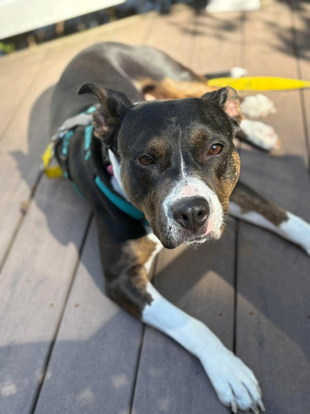 SADIE LADY, a Adoptable Terrier in Holbrook, NY image 2/3