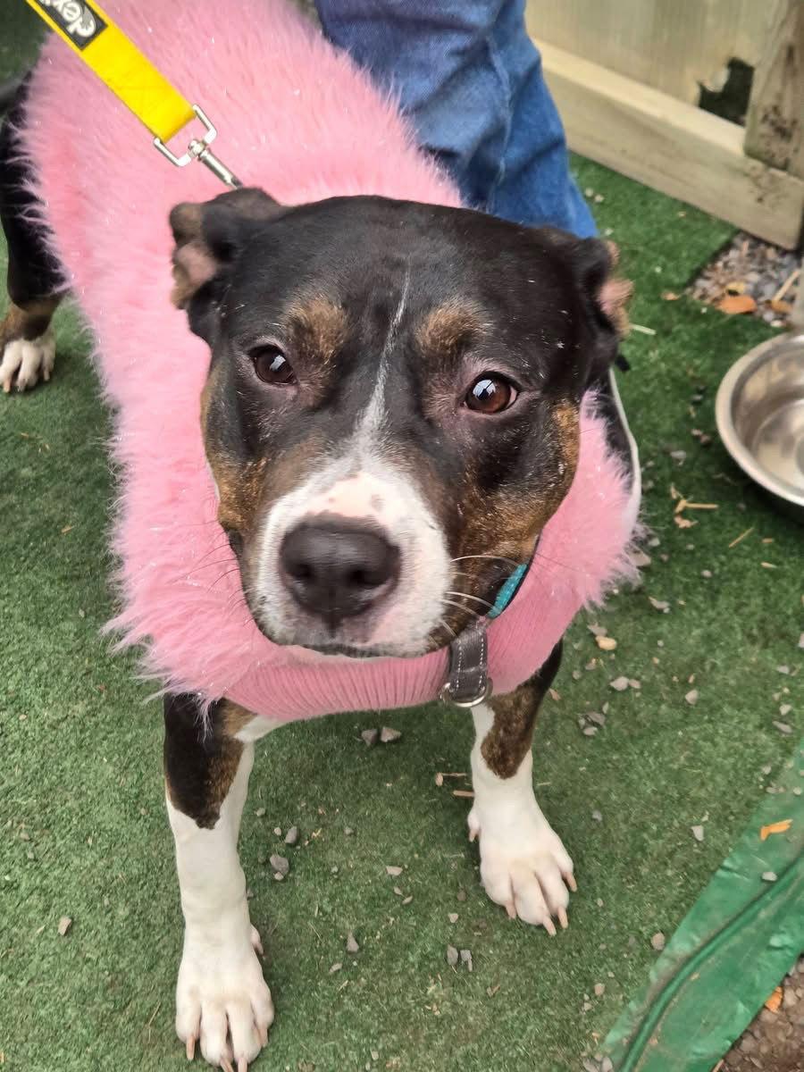 SADIE LADY, a Adoptable Terrier in Holbrook, NY image 2/3