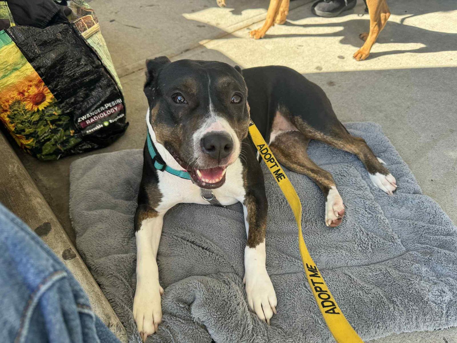 SADIE LADY, a Adoptable Terrier in Holbrook, NY image 3/3