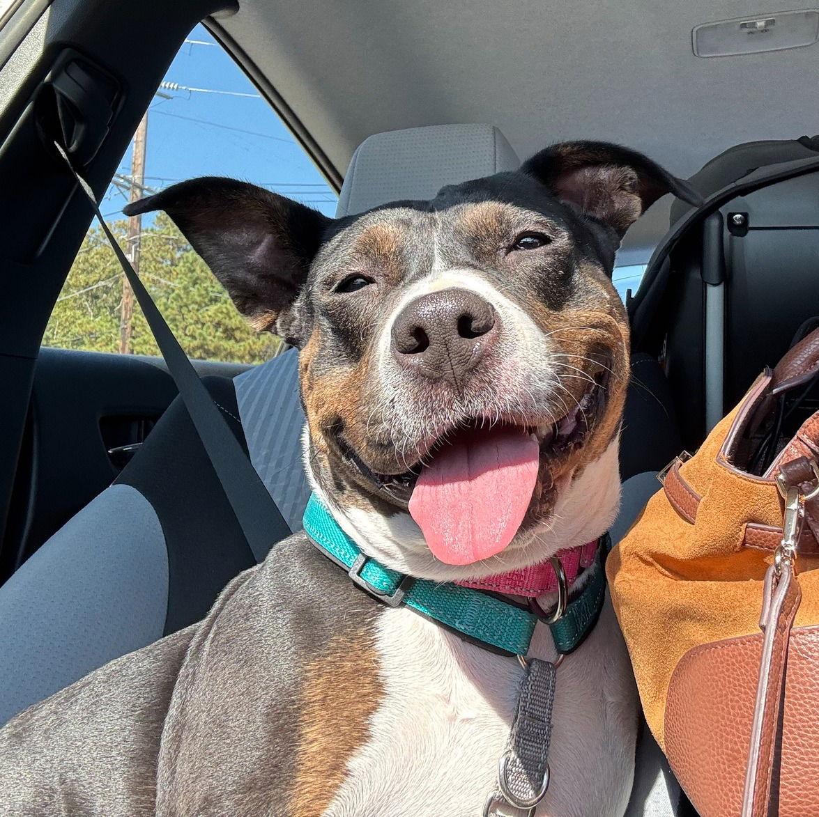 SADIE LADY, a Adoptable Terrier in Holbrook, NY image 3/3