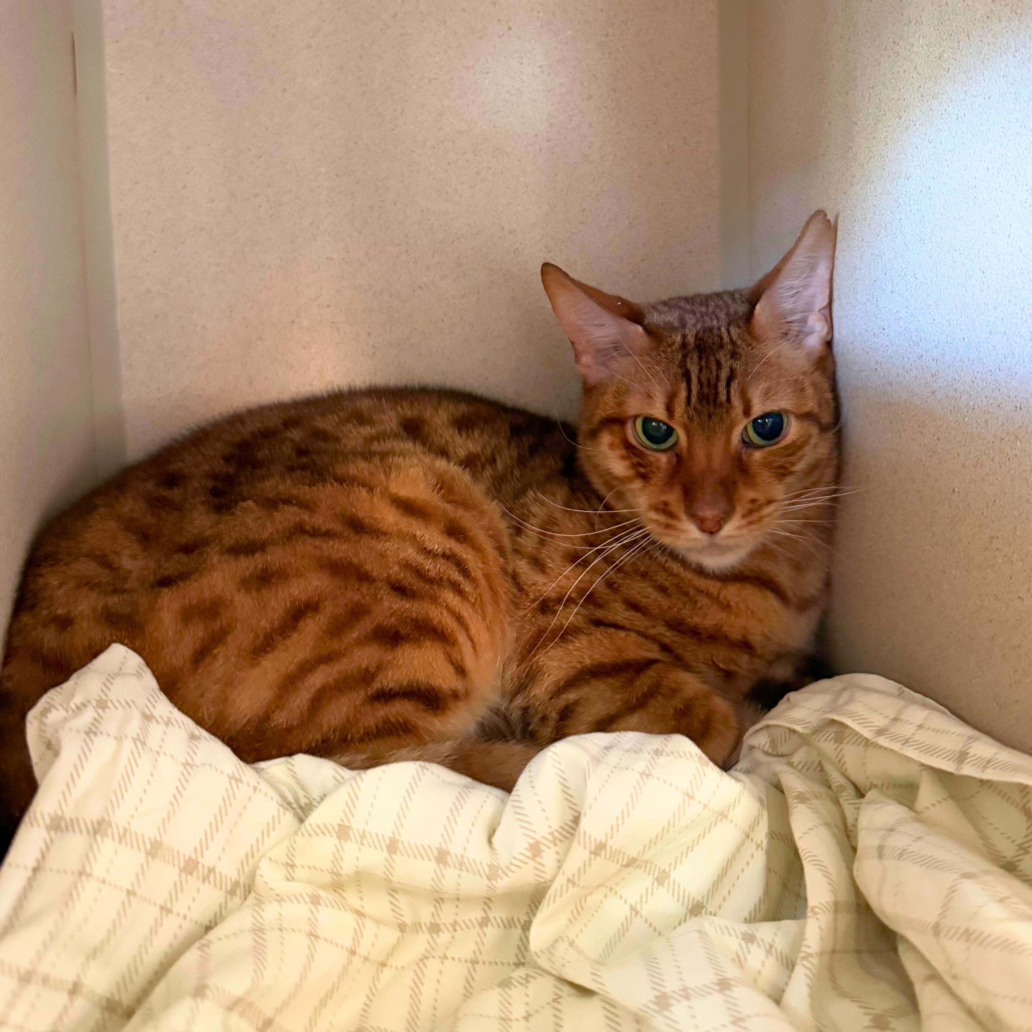 Enlarge Aelin, a Adoptable Domestic Short Hair in Ridgway, CO image 5/6