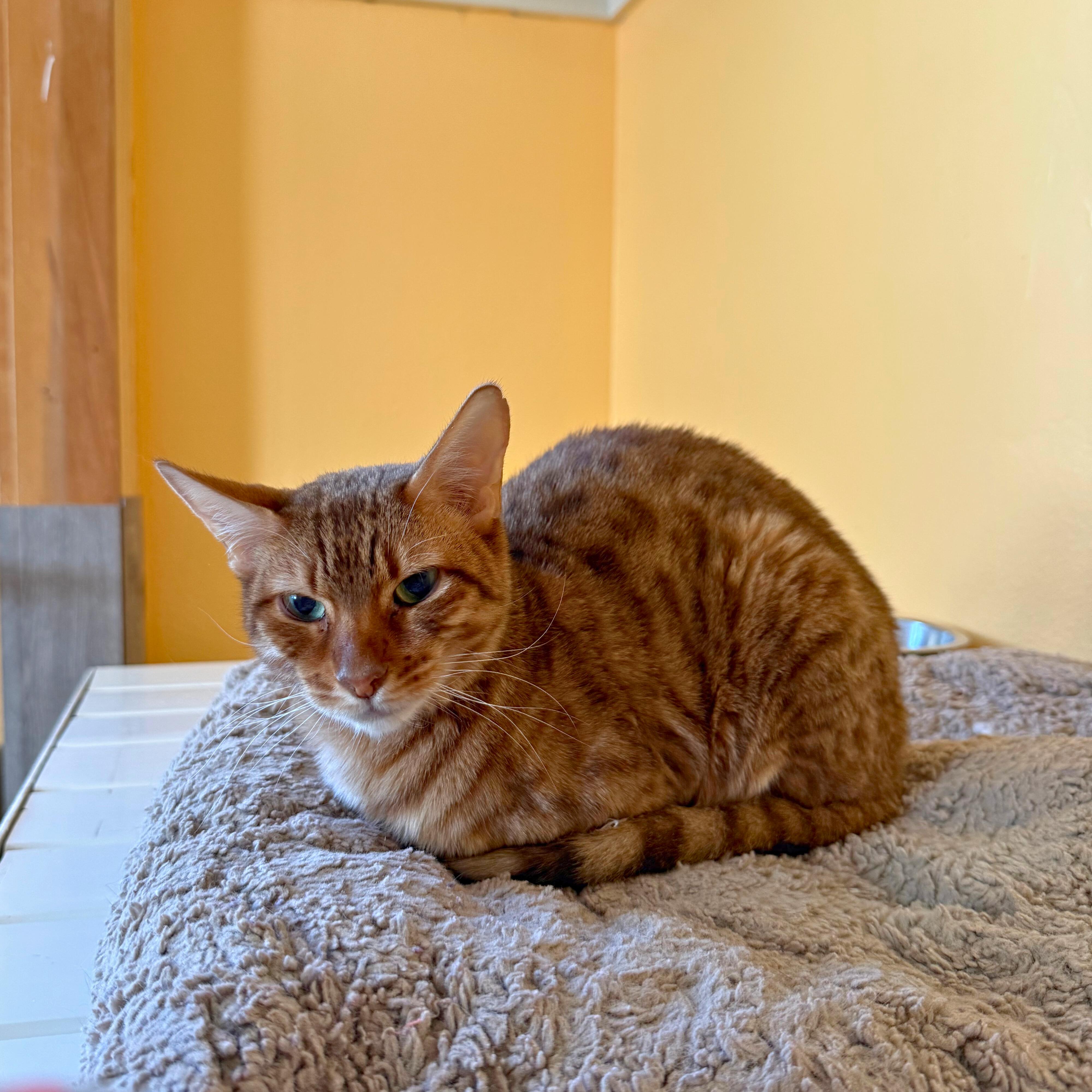 Enlarge Aelin, a Adoptable Domestic Short Hair in Ridgway, CO image 3/6