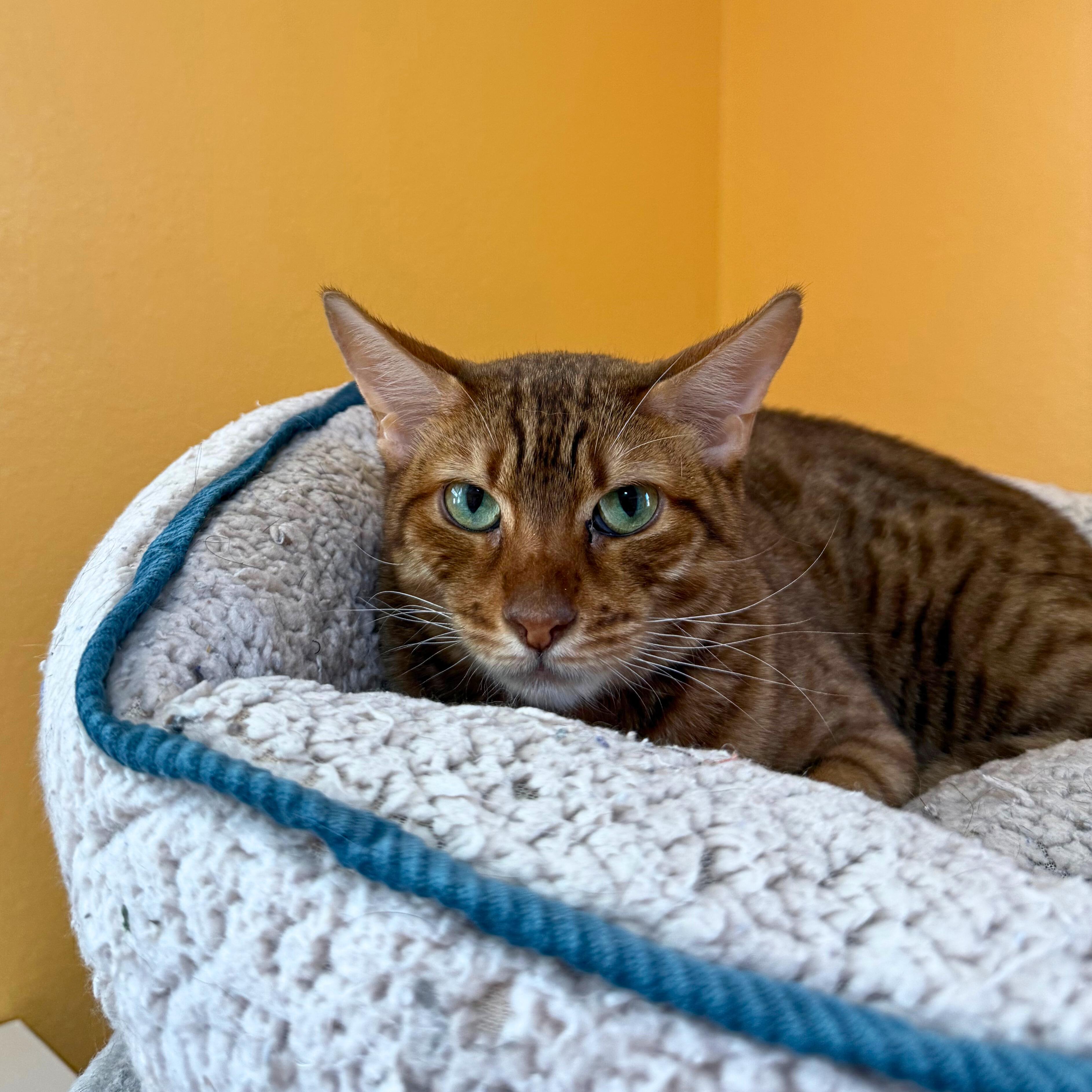 Enlarge Aelin, a Adoptable Domestic Short Hair in Ridgway, CO image 1/6