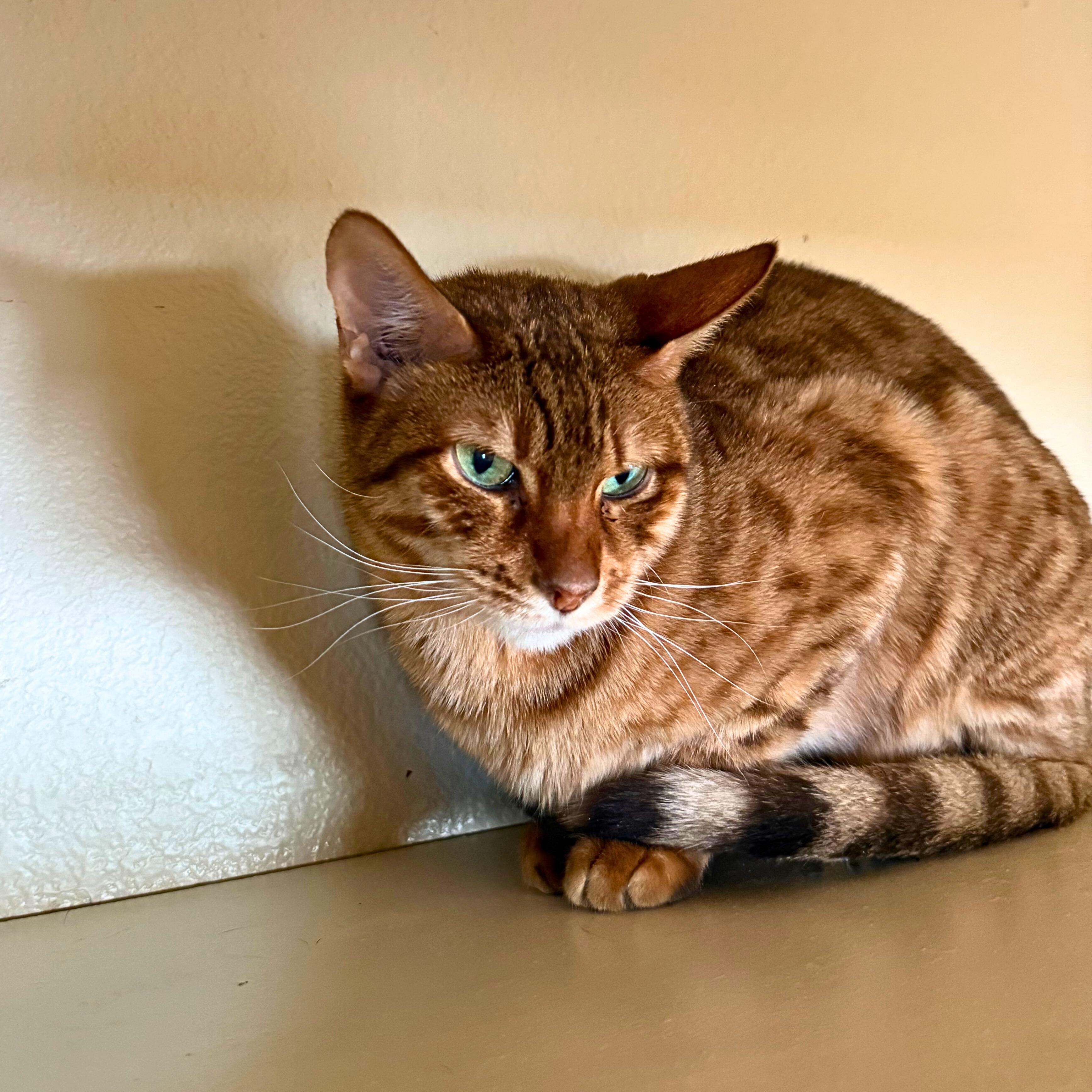 Enlarge Aelin, a Adoptable Domestic Short Hair in Ridgway, CO image 6/6