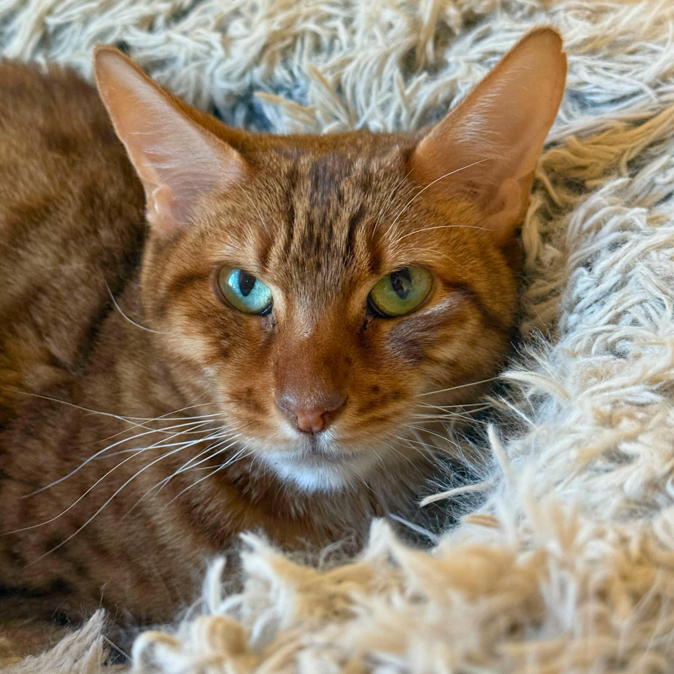 Enlarge Aelin, a Adoptable Domestic Short Hair in Ridgway, CO image 2/6