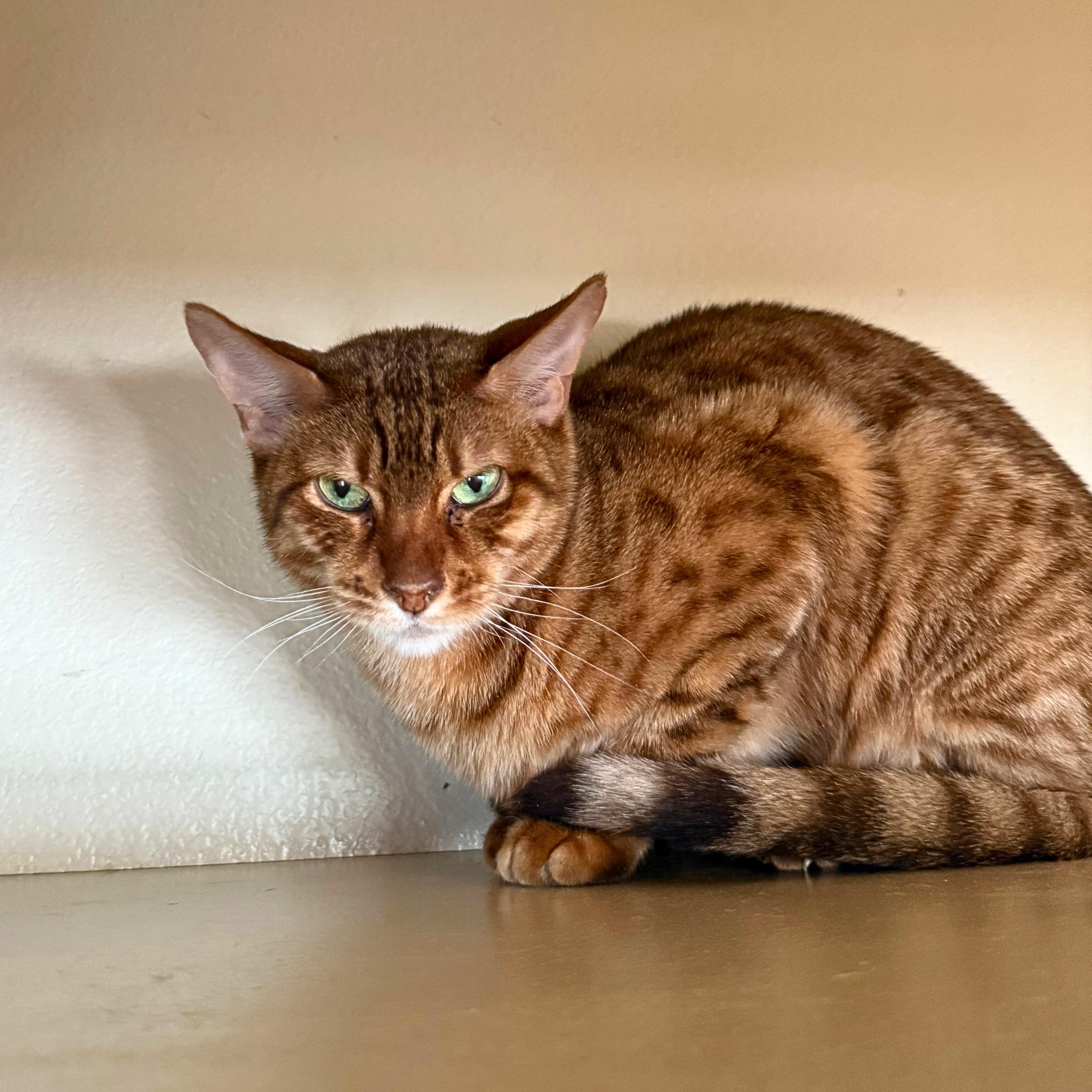 Enlarge Aelin, a Adoptable Domestic Short Hair in Ridgway, CO image 4/6