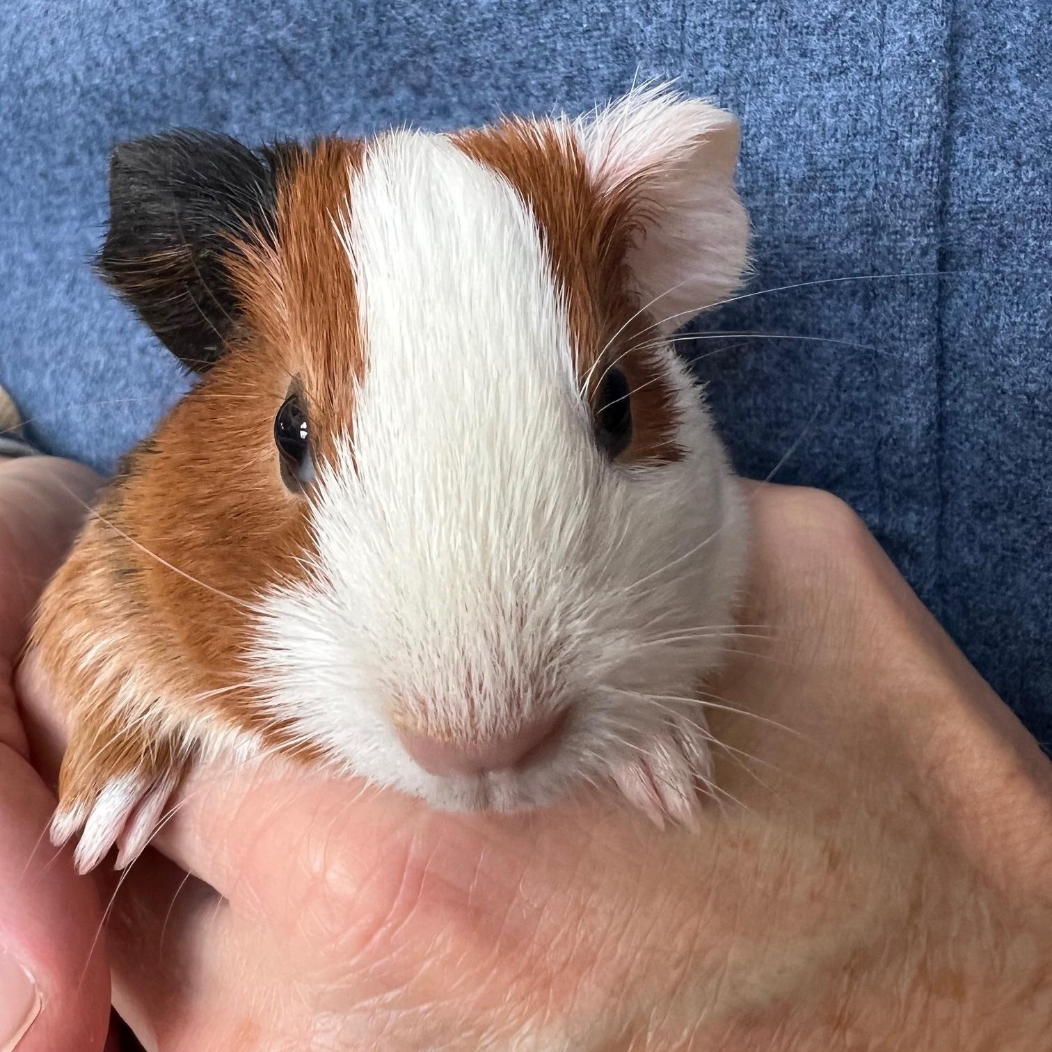 Enlarge Eowyn, an adopted Short-Haired in Wellington, CO image 3/3