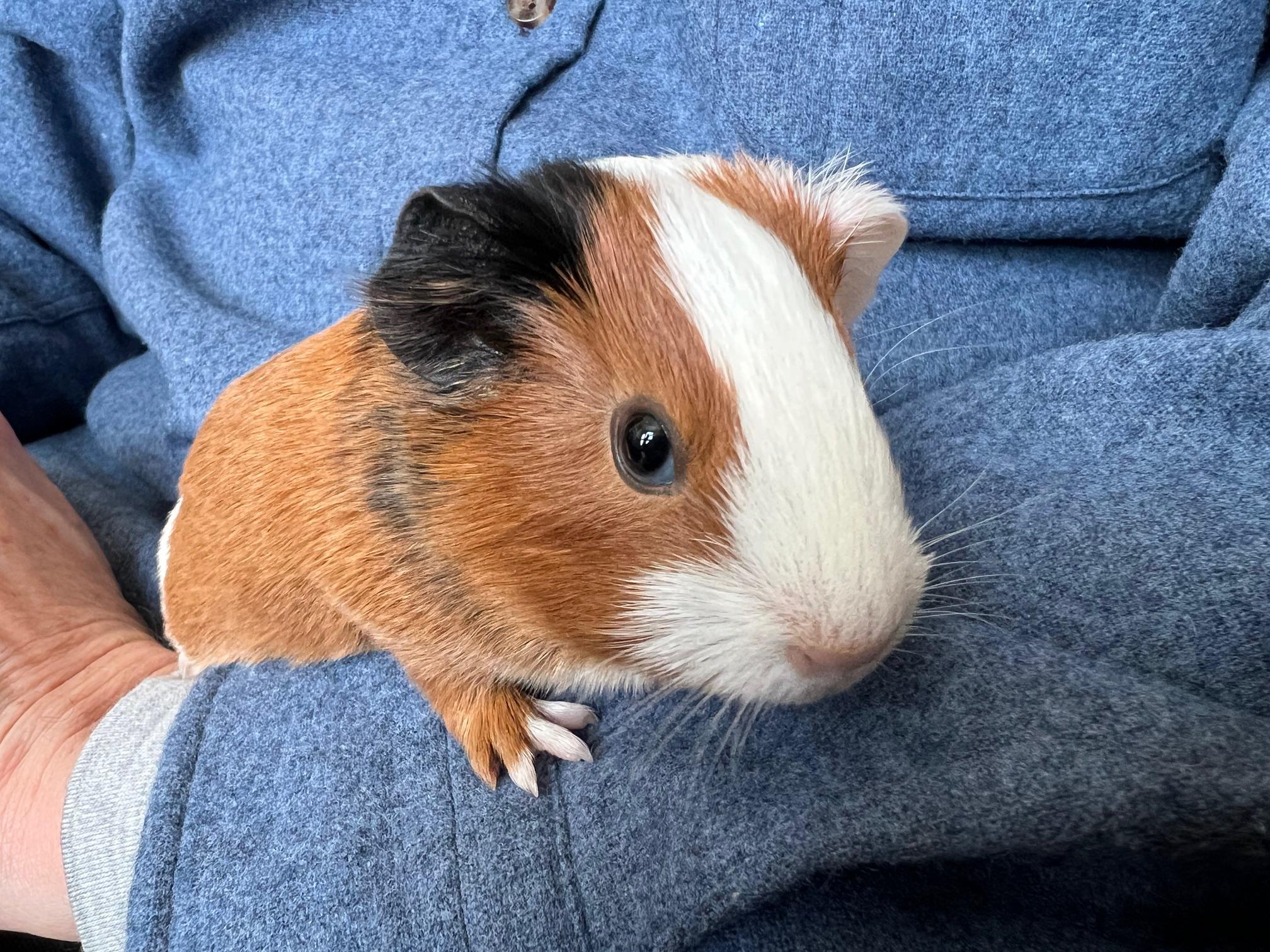 Eowyn, adopted, Baby Female Short-Haired.