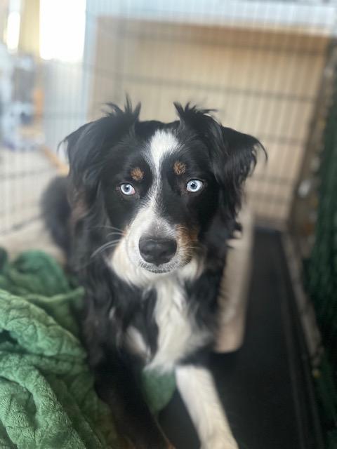 Oscar, ADOPTABLE, Adult Male Australian Shepherd.