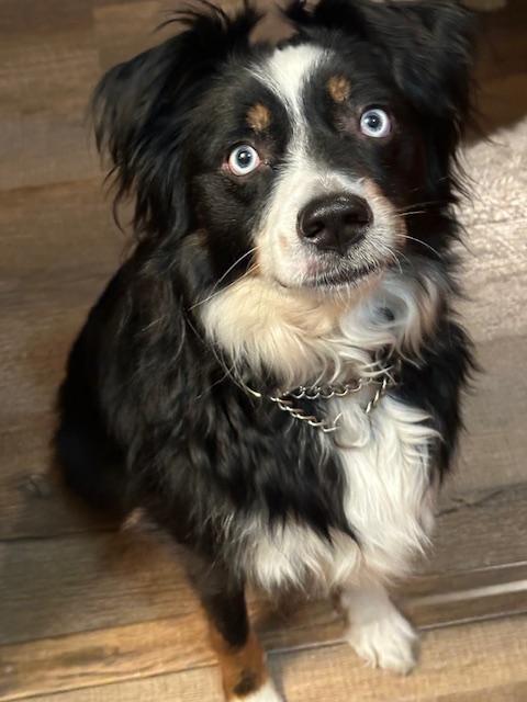 Enlarge Oscar, a ADOPTABLE Australian Shepherd in Elk River, MN image 3/3