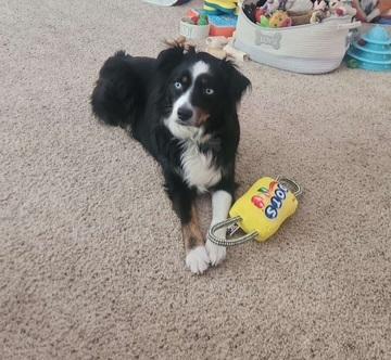 Enlarge Oscar, a ADOPTABLE Australian Shepherd in Elk River, MN image 2/3
