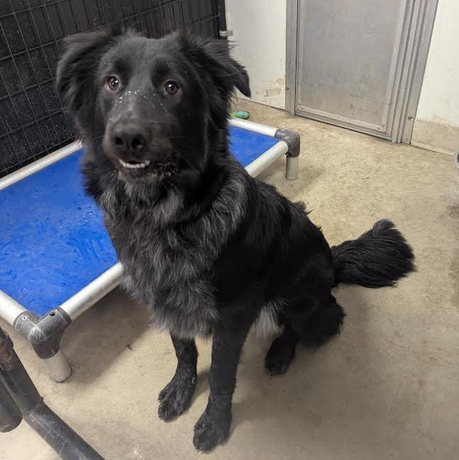 Hercules, an adoptable mixed breed in Blue Earth, MN image 1/4
