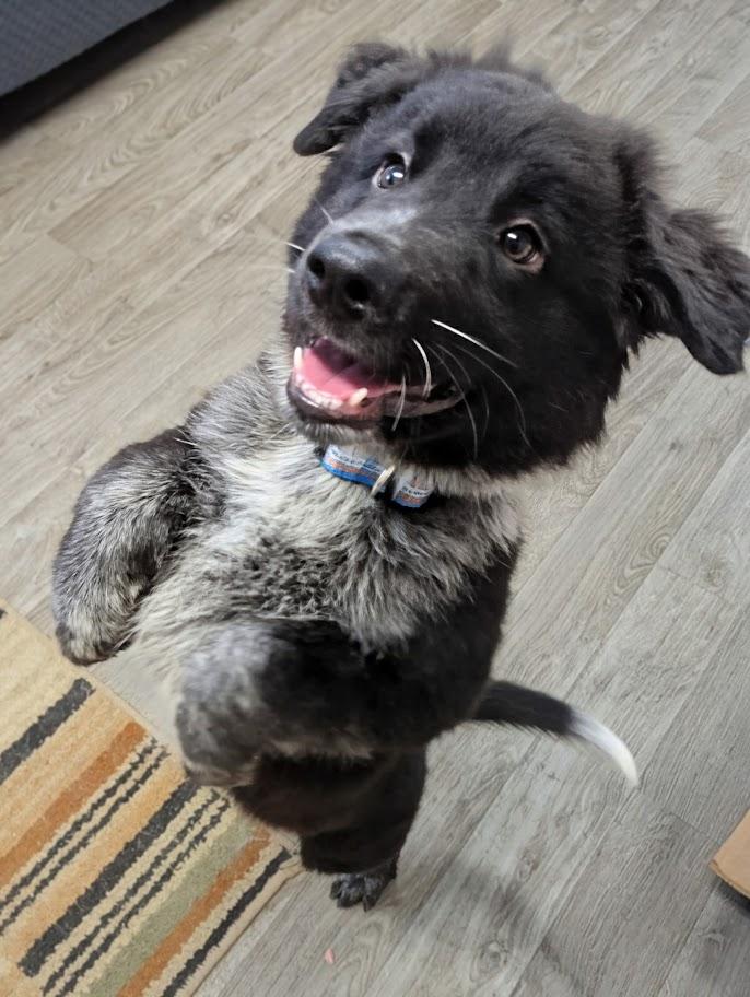 Hercules, an adoptable mixed breed in Blue Earth, MN image 4/4