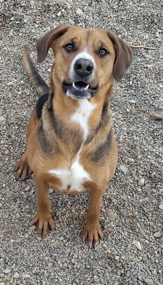 Harlow, an adoptable Harrier, English Foxhound in Parker, AZ, 85344 | Photo Image 1