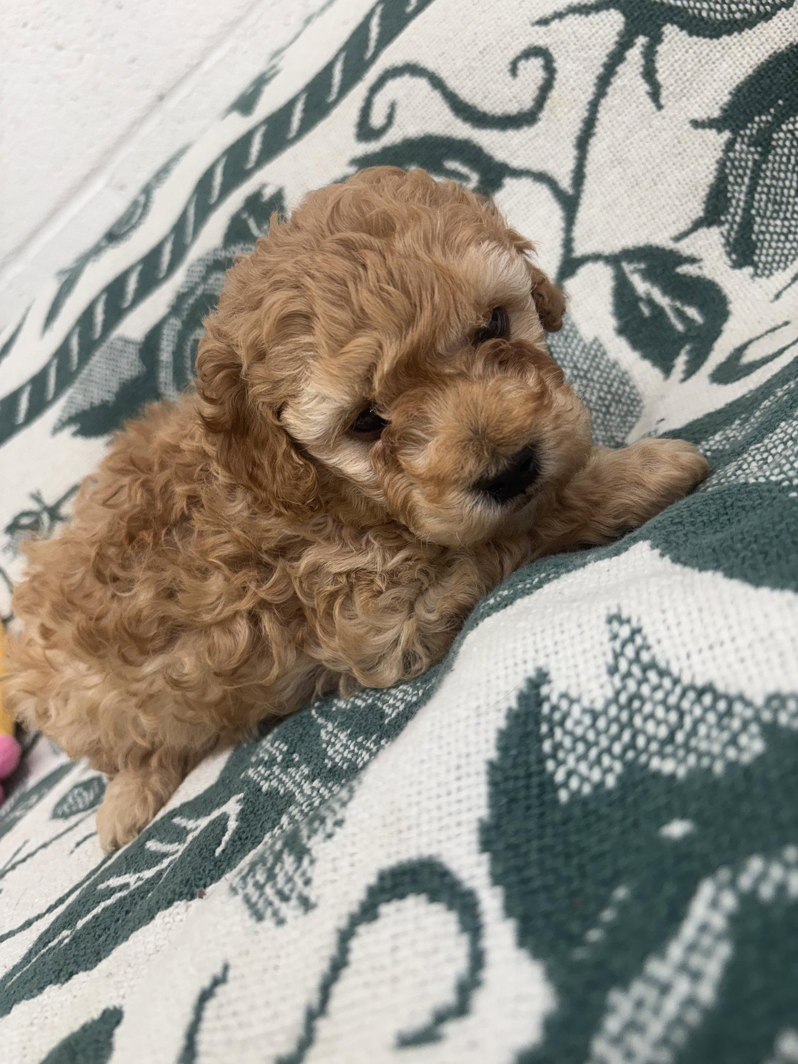 Teddy, Adoptable, Puppy Male Poodle.