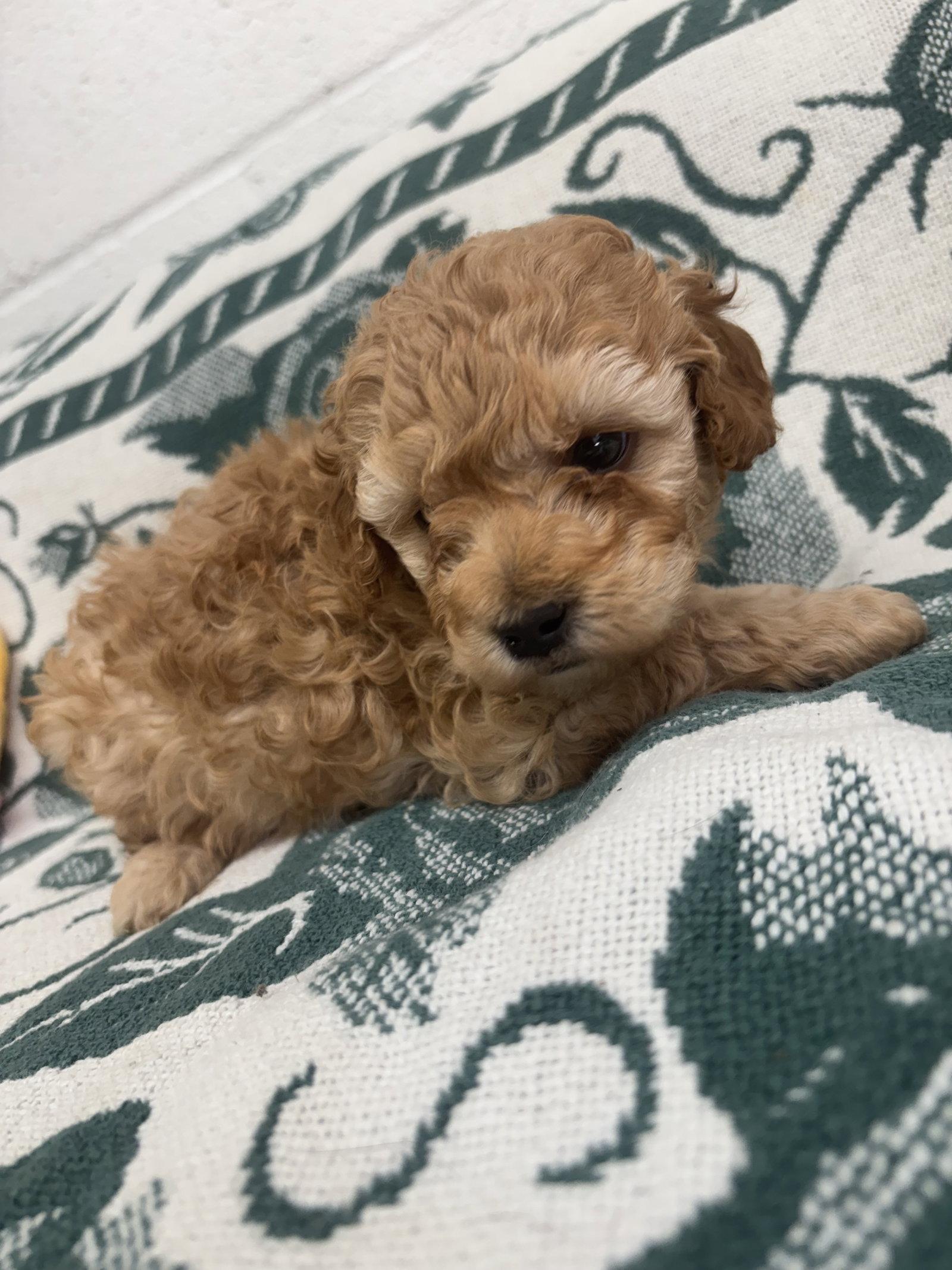 Enlarge Teddy, a Adoptable Poodle in York, SC image 2/2