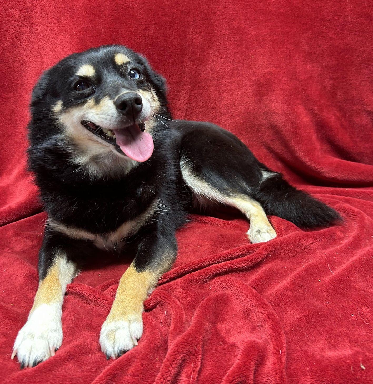 Enlarge LA LA (Ohiosdrescue@gmail.com), a ADOPTABLE Pomsky in Elyria, OH image 1/3