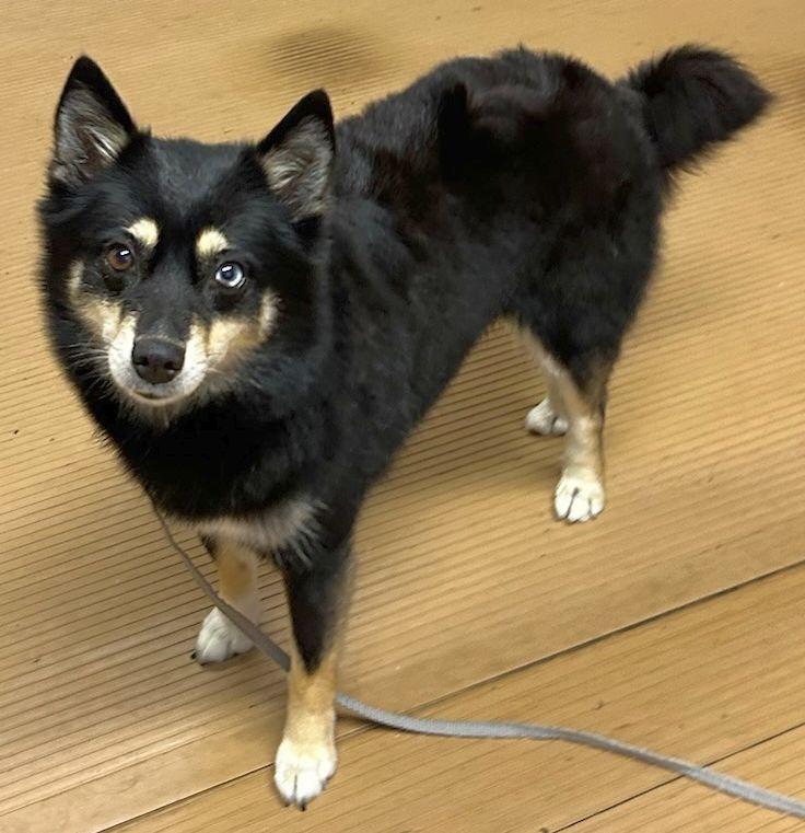 LA LA (Ohiosdrescue@gmail.com), adopted, Adult Female Pomsky.