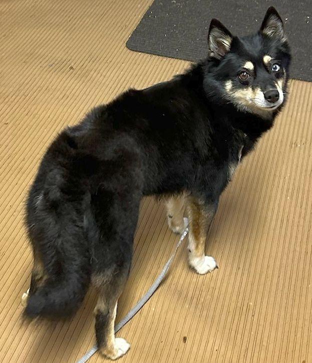 Enlarge LA LA (Ohiosdrescue@gmail.com), an adopted Pomsky in Elyria, OH image 5/6