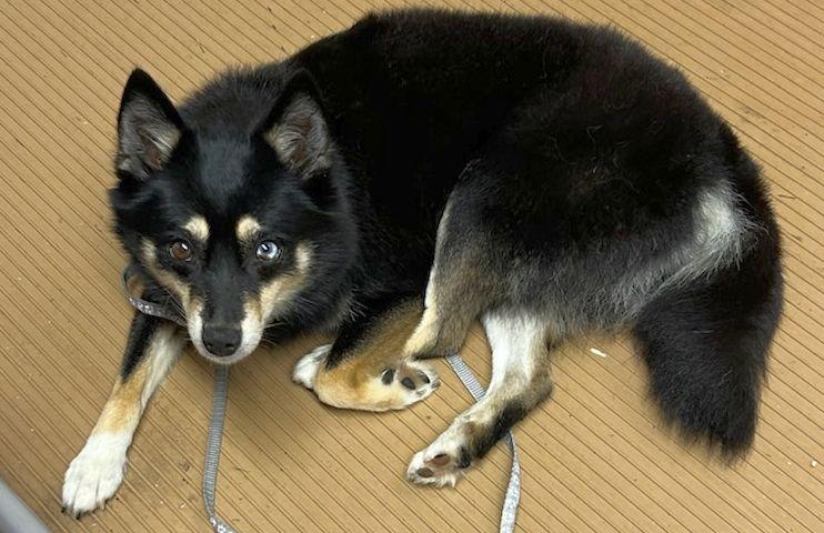 Enlarge LA LA (Ohiosdrescue@gmail.com), an adopted Pomsky in Elyria, OH image 6/6