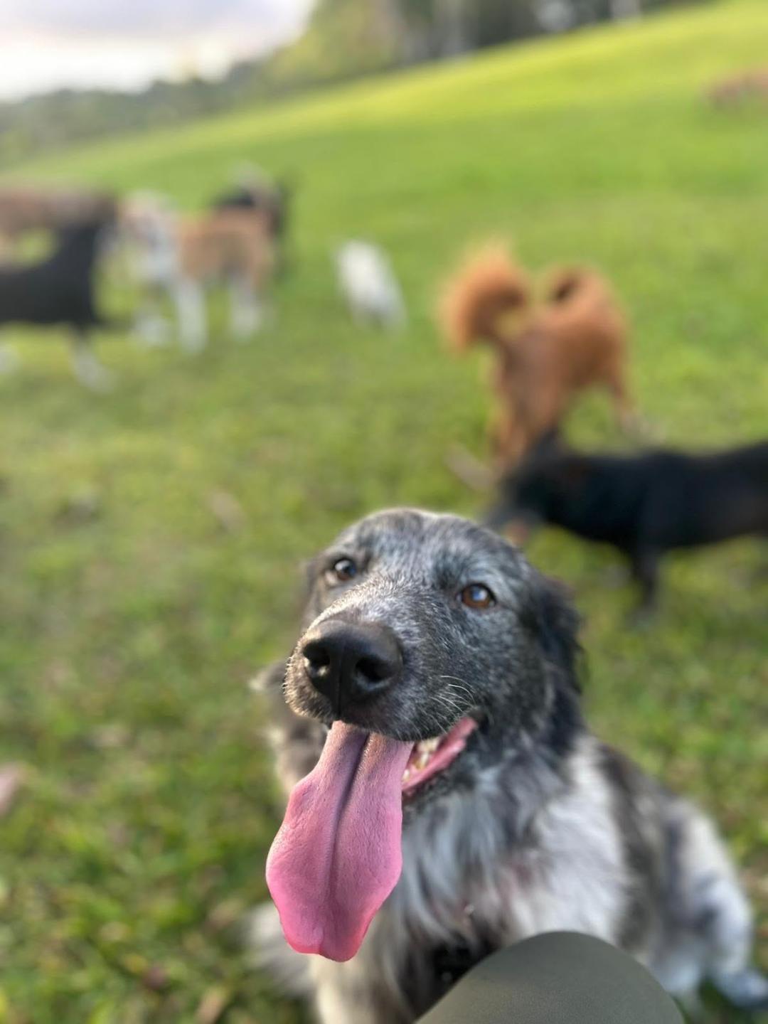 Duncan, an adopted mixed breed in Albion, NY image 4/4