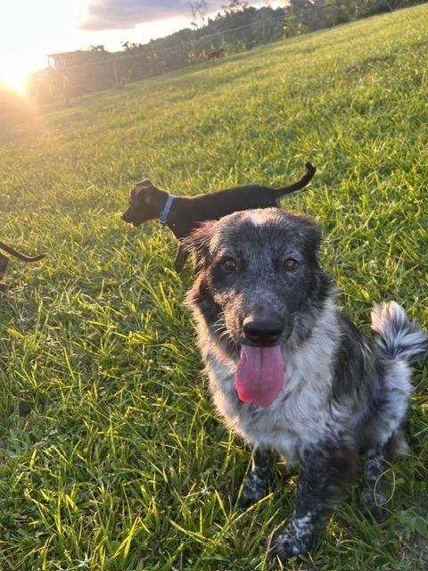 Duncan, adopted, Adult Male English Setter.