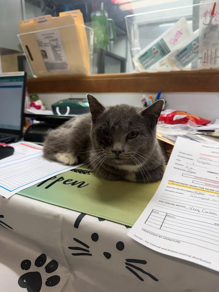 GREYSON, Adoptable, Kitten Male Domestic Short Hair.