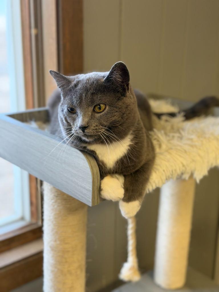 Enlarge GREYSON, a Adoptable mixed breed in Algona, IA image 2/3