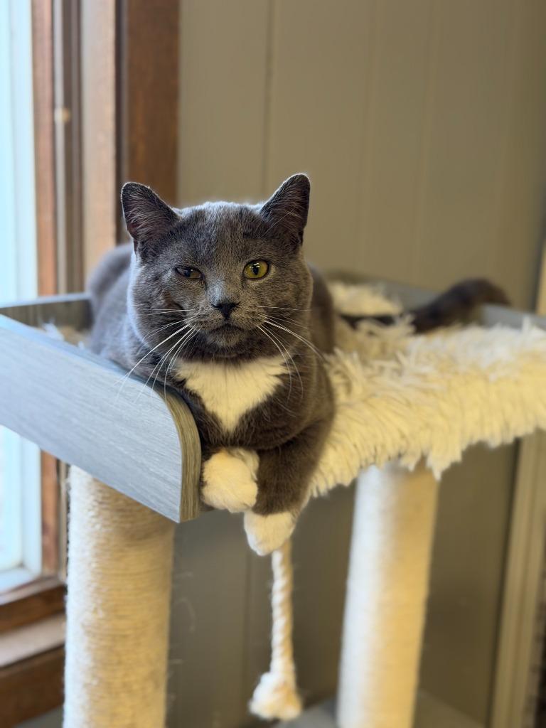 Enlarge GREYSON, a Adoptable mixed breed in Algona, IA image 3/3