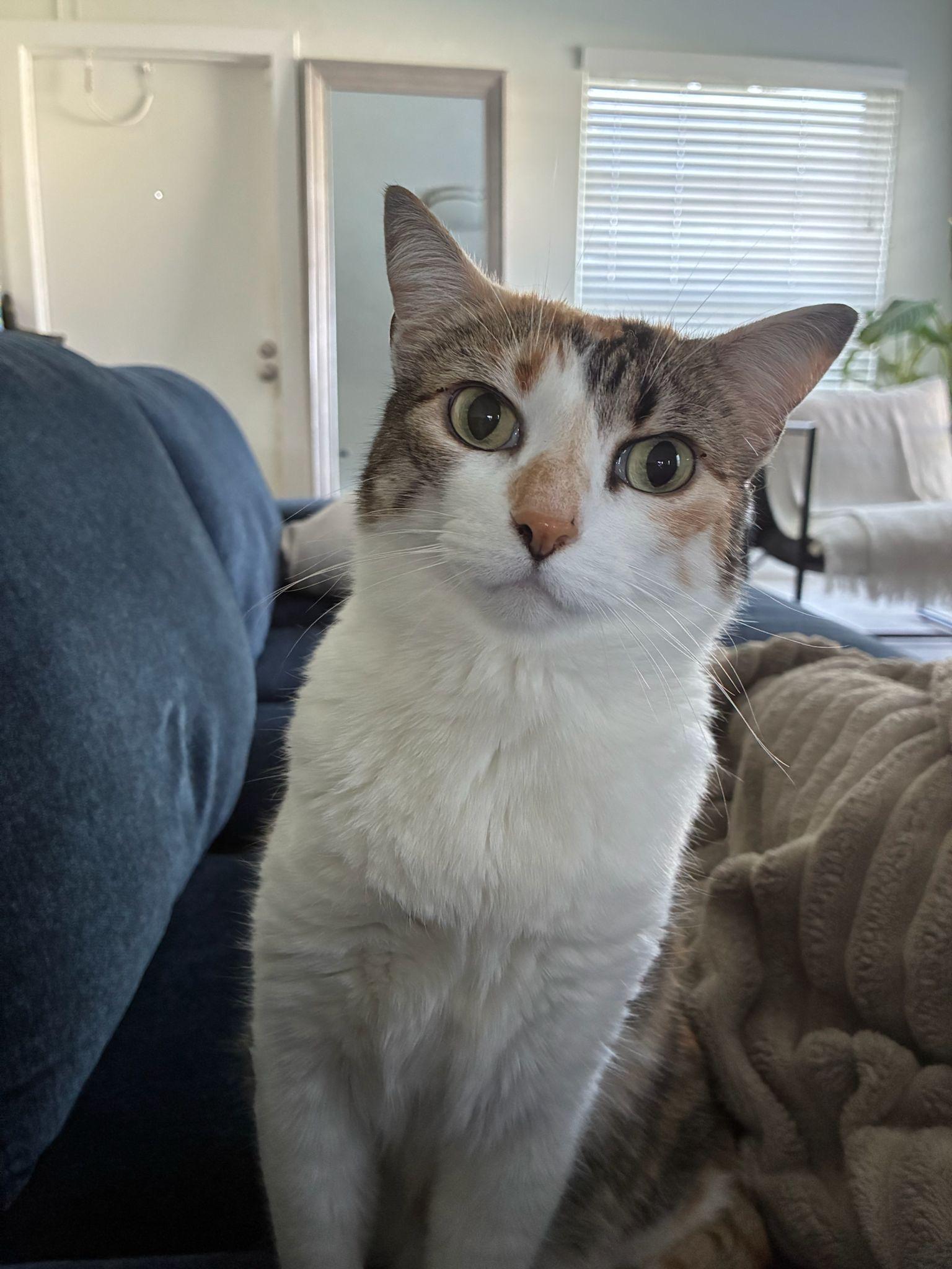 Ramona, an adoptable American Shorthair in Hollywood, FL image 2/6