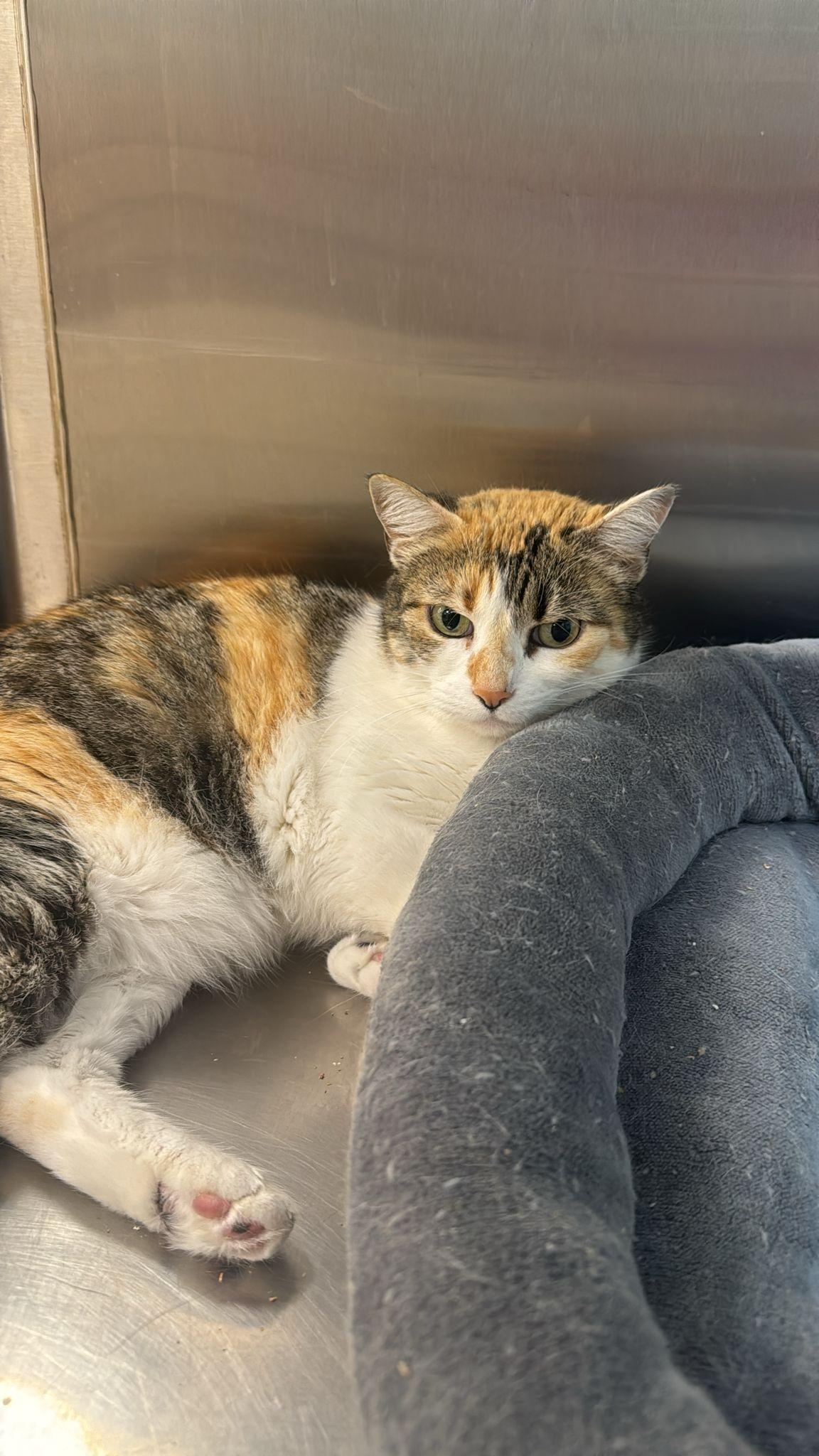 Ramona, an adoptable American Shorthair in Hollywood, FL image 3/6