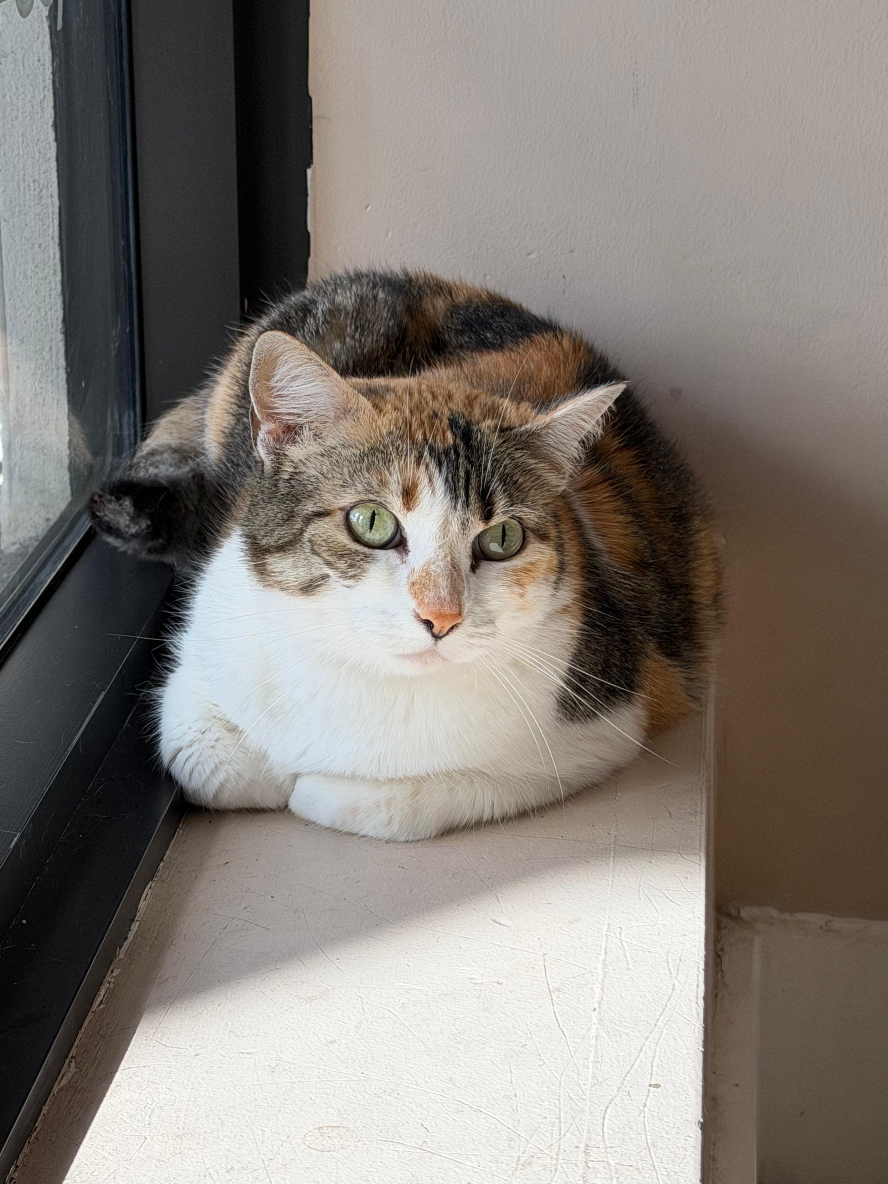 Ramona, adoptable, Adult Female American Shorthair.