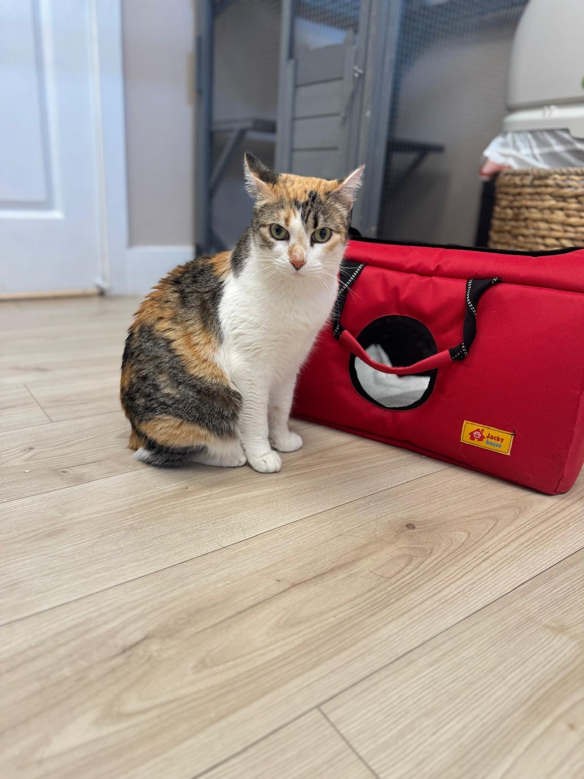 Ramona, an adoptable American Shorthair in Hollywood, FL image 4/6