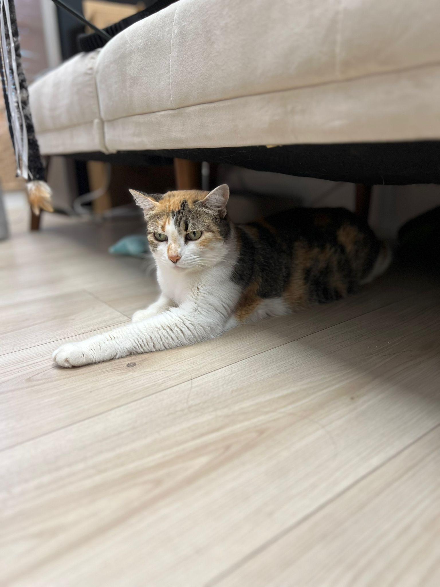 Ramona, an adoptable American Shorthair in Hollywood, FL image 5/6