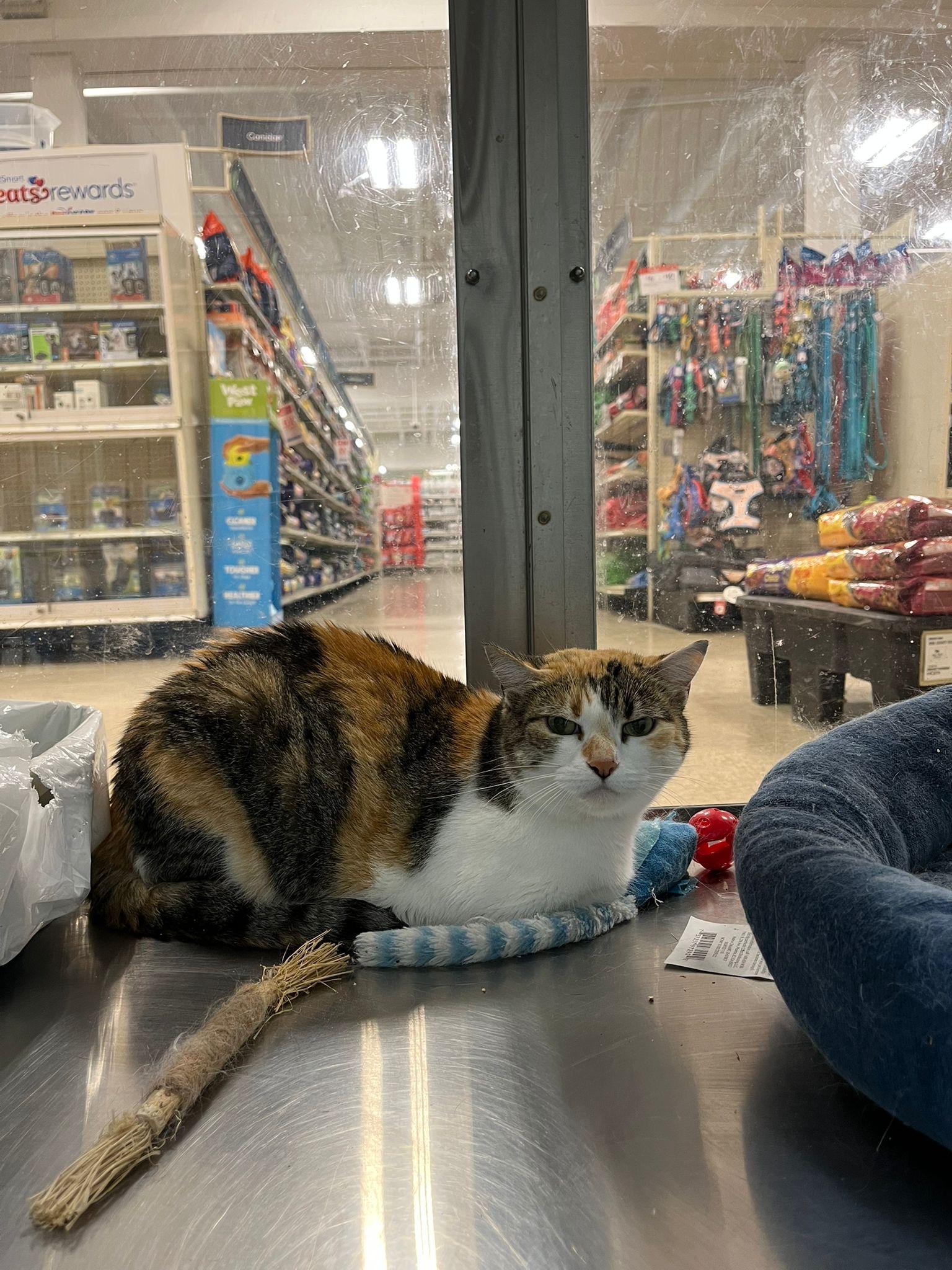 Ramona, an adoptable American Shorthair in Hollywood, FL image 6/6